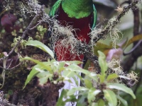 A10A7951Resplendent_Quetzal