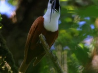 A10A7994Three-wattled_Bellbird