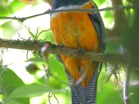 A10A8030Collared_Trogon