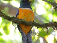 A10A8044Collared_Trogon