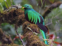 A10A8187Resplendent_Quetzal