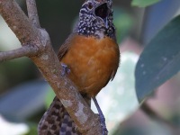 A10A8300Rufous-breasted_Wren