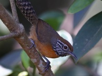 A10A8323Rufous-breasted_Wren