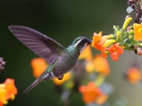 A10A8552White-throated_Mountain-Gem