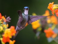 A10A8560White-throated_Mountain-Gem