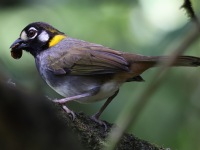 A10A8627White-eared_Ground-Sparrow