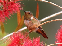 A10A8635Scintillant_Hummingbird