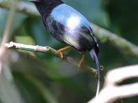 A10A8640Long-tailed_Manakin