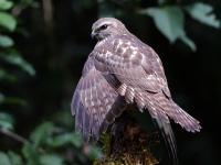 A10A8761Broad-winged_Hawk