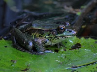 A10A8861Forreri_Leopard_Frog