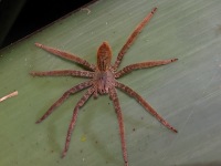 A10A8894Bromeliad_Cupiennius_Spider