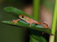 A10A8903Golden-eyed_Tree-frog