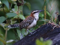 A10A8939Rufous-naped_Wren