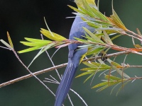 A10A9112Long-tailed_Silky-flycatcher