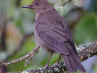 A10A9196Mountain_Thrush
