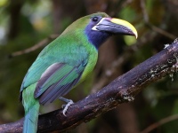 A10A9233Northern_Emerald-Toucanet