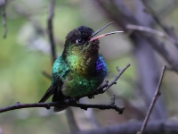 A10A9346Fiery-throated_Hummingbird