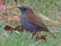 A10A9388Black-billed_Nightingale-Thrush