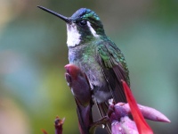 A10A9567White-throated_Mountain-Gem