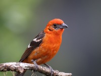 A10A9731Flame-colored_Tanager