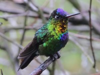 A10A9786Fiery-Throated_Hummingbird