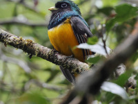 FL6A0040Atlantic_Black-throated_Trogon
