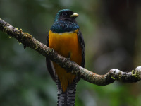FL6A0064Atlantic_Black-throated_Trogon