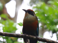 FL6A0092Rufous-capped_Motmot