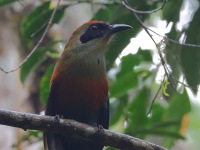 FL6A0104Rufous-capped_Motmot