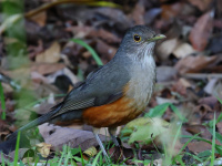 FL6A0151Rufous-bellied_Thrush