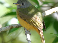 FL6A0206Gray-hooded_Flycatcher