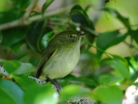 FL6A0267Hangnest_Tody-Tyrant
