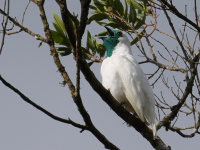 FL6A0386Bare-throated_Bellbird