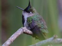 FL6A0901Purple-crowned_Plovercrest