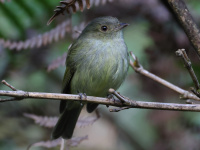 FL6A1020Serra_do_Mar_Tyrant-Manakin