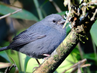 FL6A1045Uniform_Finch