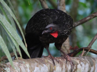 FL6A1092Dusky-legged_Guan