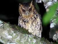 FL6A1235Long-tufted_Screech-Owl