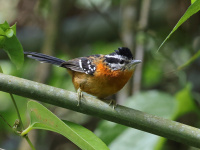 FL6A1537Ferruginous_Antbird