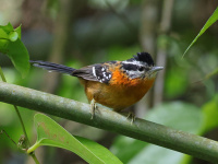FL6A1541Ferruginous_Antbird