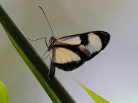 FL6A1677Eupompe_Glasswing