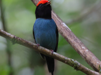 FL6A1742Swallow-tailed_Manakin