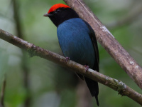 FL6A1752Swallow-tailed_Manakin