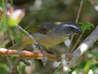 FL6A2069Green-winged_Saltator