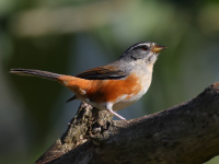 FL6A2221Gray-throated_Warbling_Finch