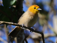 FL6A2335Orange-headed_Tanager
