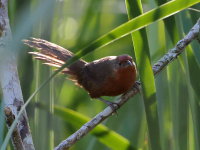 FL6A2386Orange-breasted_Thornbird