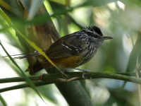 FL6A3122Ochre-rumped_Antbird