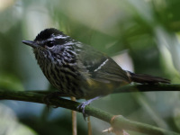 FL6A3147Ochre-rumped_Antbird
