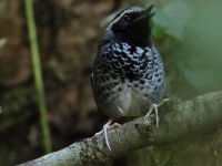 FL6A3228Squamate_Antbird